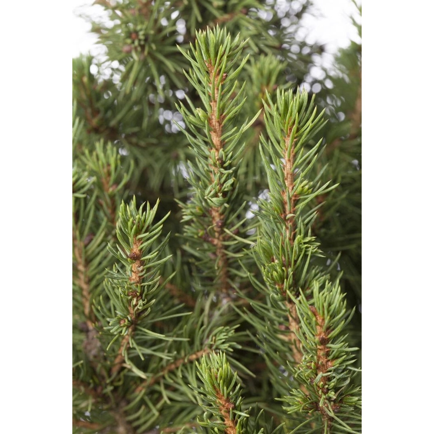 Picea Glauca Zuckerhut Zuckerhutfichte Kompakt 20–25 cm günstig online kaufen