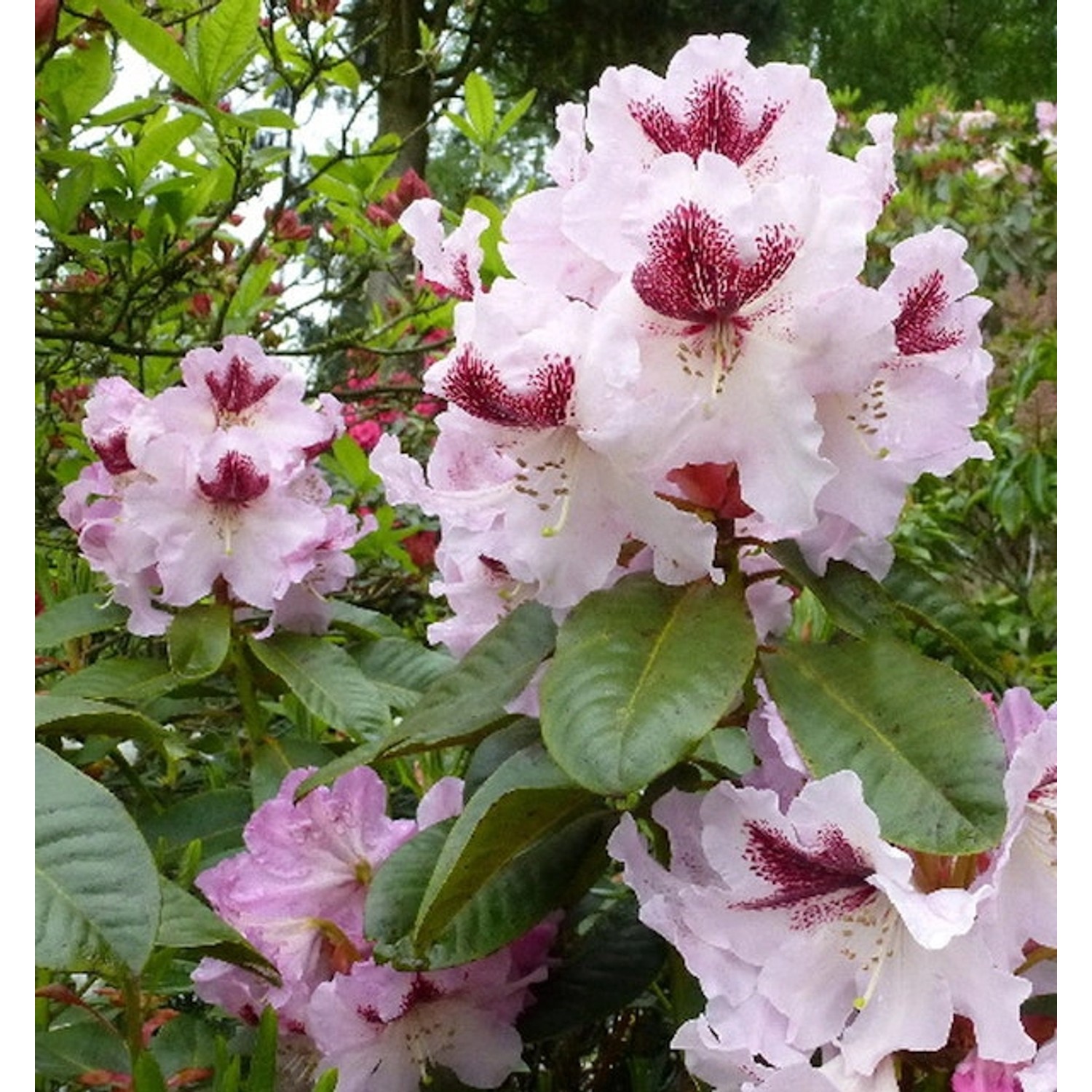 INKARHO - Großblumige Rhododendron Herbstfreude 30-40cm - Alpenrose günstig online kaufen