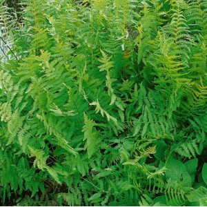 Grüner Sumpffarn (Thelypteris palustris) im 9x9 cm Topf. Dekorative Staude für feuchte Standorte.