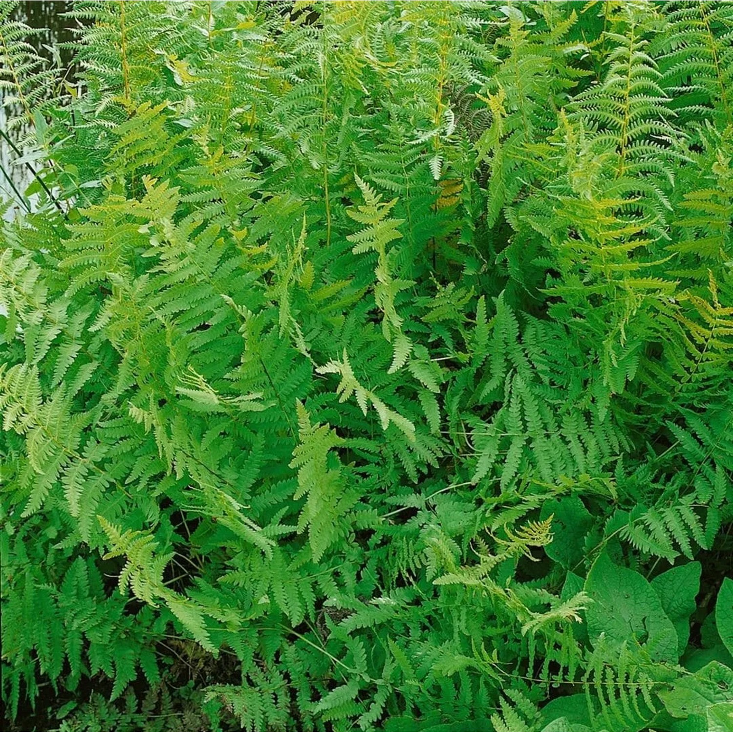 Grüner Sumpffarn (Thelypteris palustris) im 9x9 cm Topf. Dekorative Staude für feuchte Standorte.