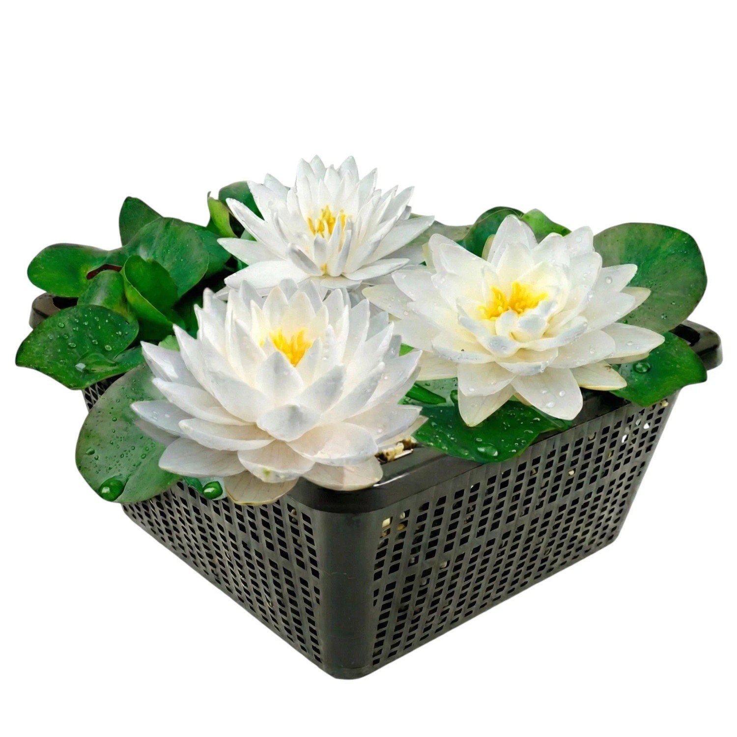 Vdvelde Nymphaea Bambi Seerose Teich   Blühend   Winterhart   Inkl Korb