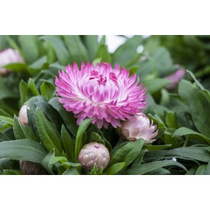 Garten-Strohblume von GROW by OBI, rosa-weiße Blüte, Topfpflanze.