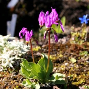 Götterblume 'Rote Farben' (Dodecatheon meadia) mit roten Blüten im Garten.