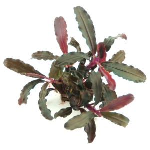 Dennerle Aquariumpflanze Bucephalandra Sp. Red Scorpio mit gewellten Blättern und rotem Stiel.