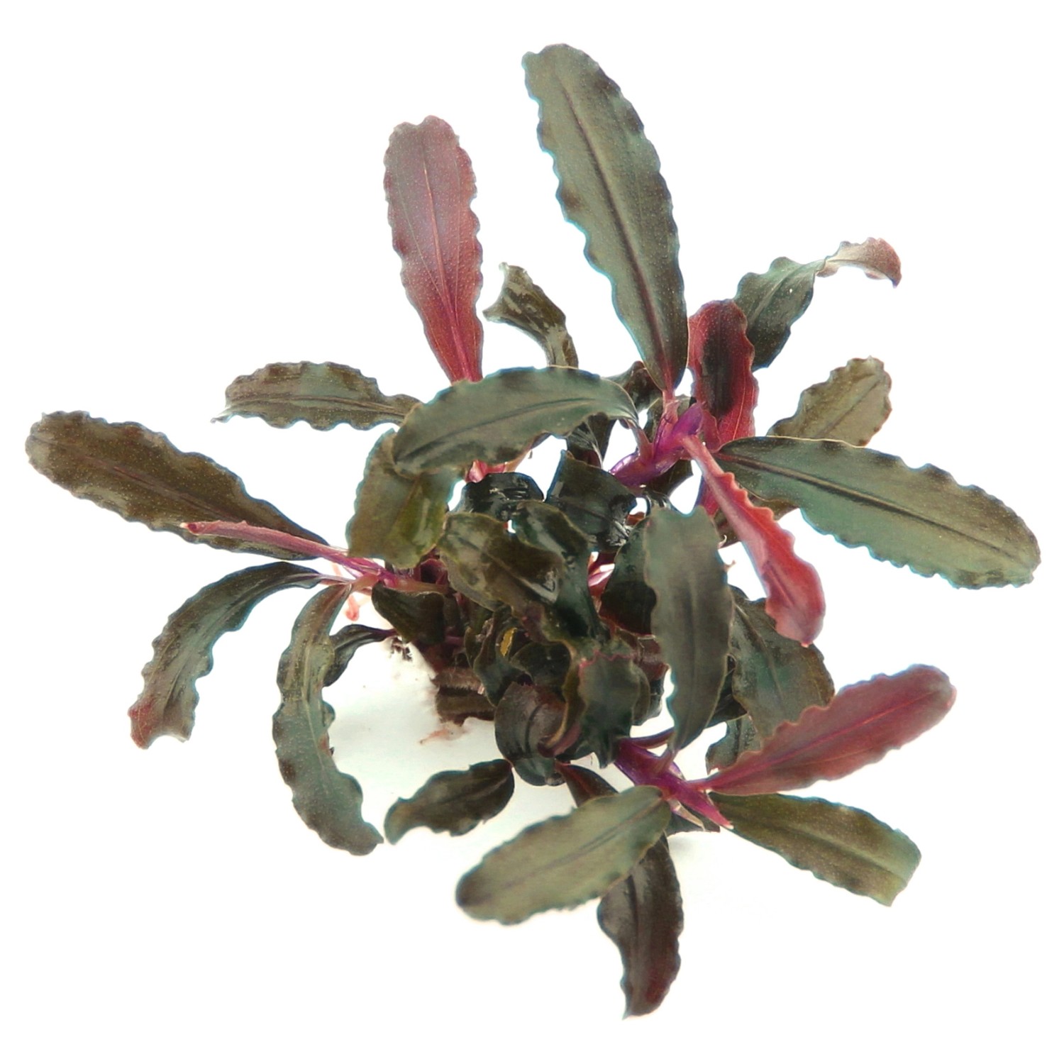 Dennerle Aquariumpflanze Bucephalandra  Sp. Red Scorpio