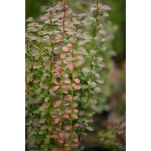 Säulen-Berberitze Helmond Pillar mit roten Blättern, ca. 25-30 cm hoch.