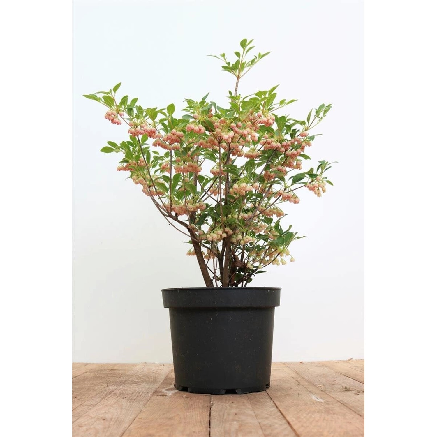 Enkianthus Campanulatus Prachtglocke 40-60 cm günstig online kaufen