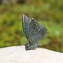 Deko-Figur: Schmetterling aus Bronze auf hellem Rosariofindling (12 cm) für die Gartendekoration.