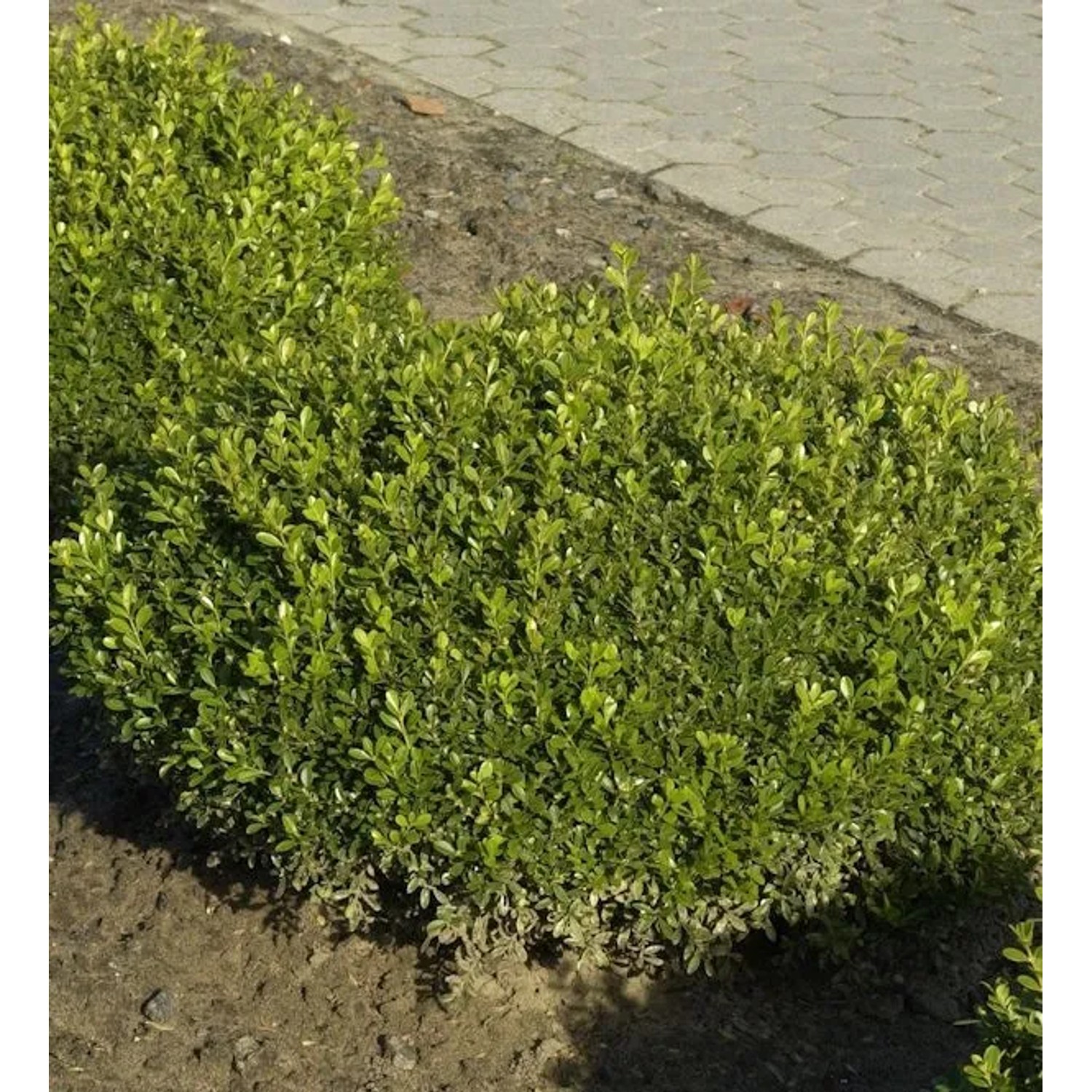 Buchsbaum Herrenhausen 10-15cm - Buxus sempervirens
