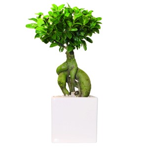 Ginseng Bonsai (Ficus microcarpa) im weißen Keramiktopf, ca. 20-30 cm hoch.