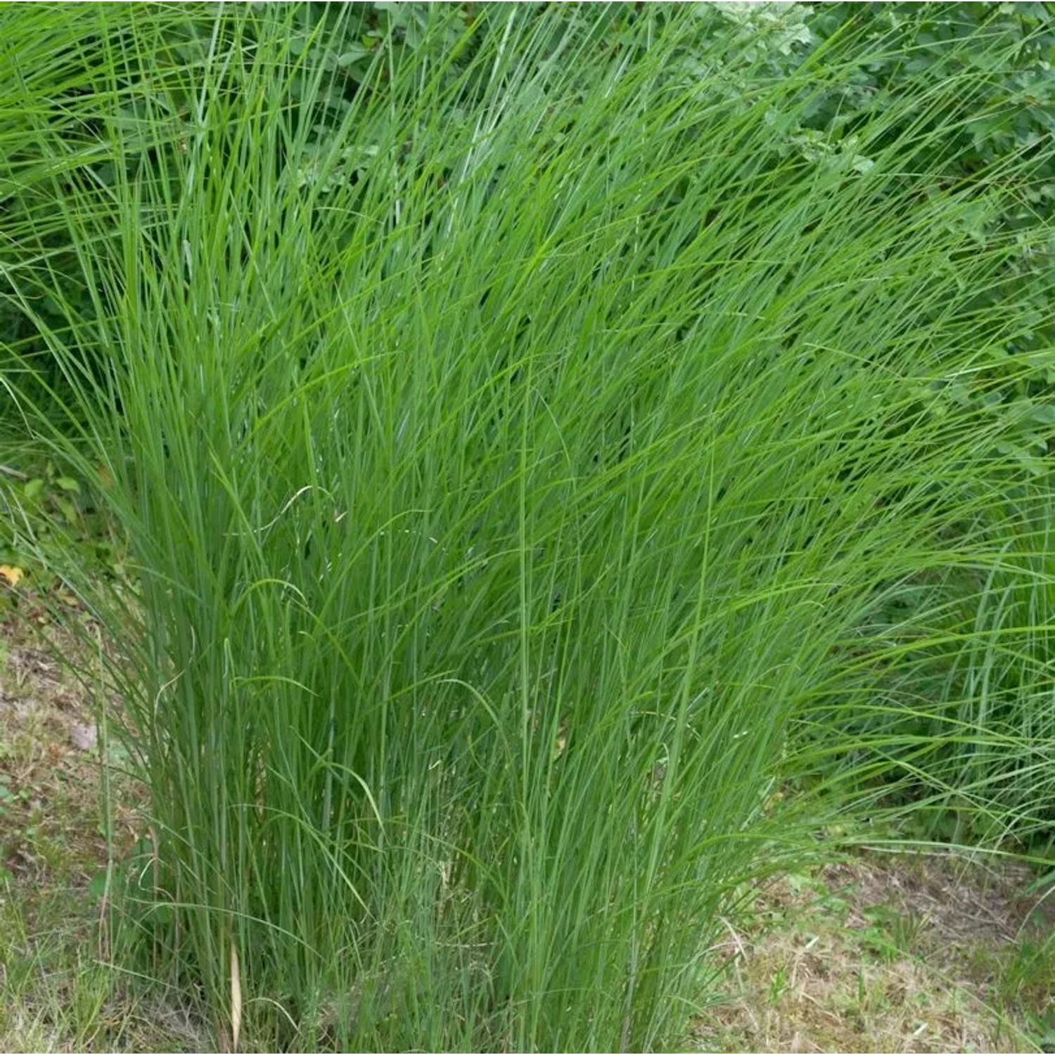 Chinaschilf Gracillimus - Miscanthus sinensis