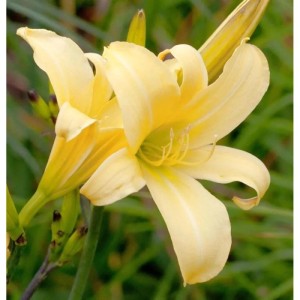 Nahaufnahme einer gelben Taglilie (Hemerocallis) im Garten.