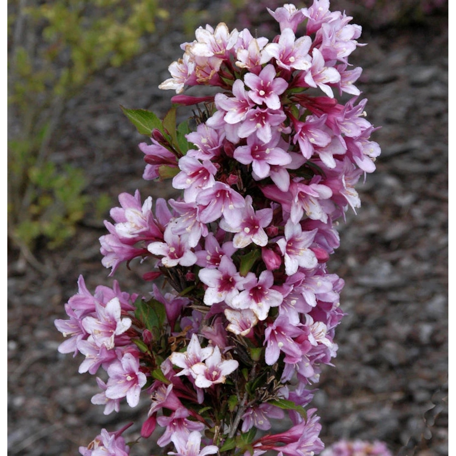 Weigelie Rosea 100-125cm - Weigela florida günstig online kaufen