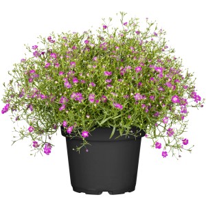 Schleierkraut im Topf, Gypsophila muralis mit zarten, pinkfarbenen Blüten. Kübelpflanze für Beet und Balkon.