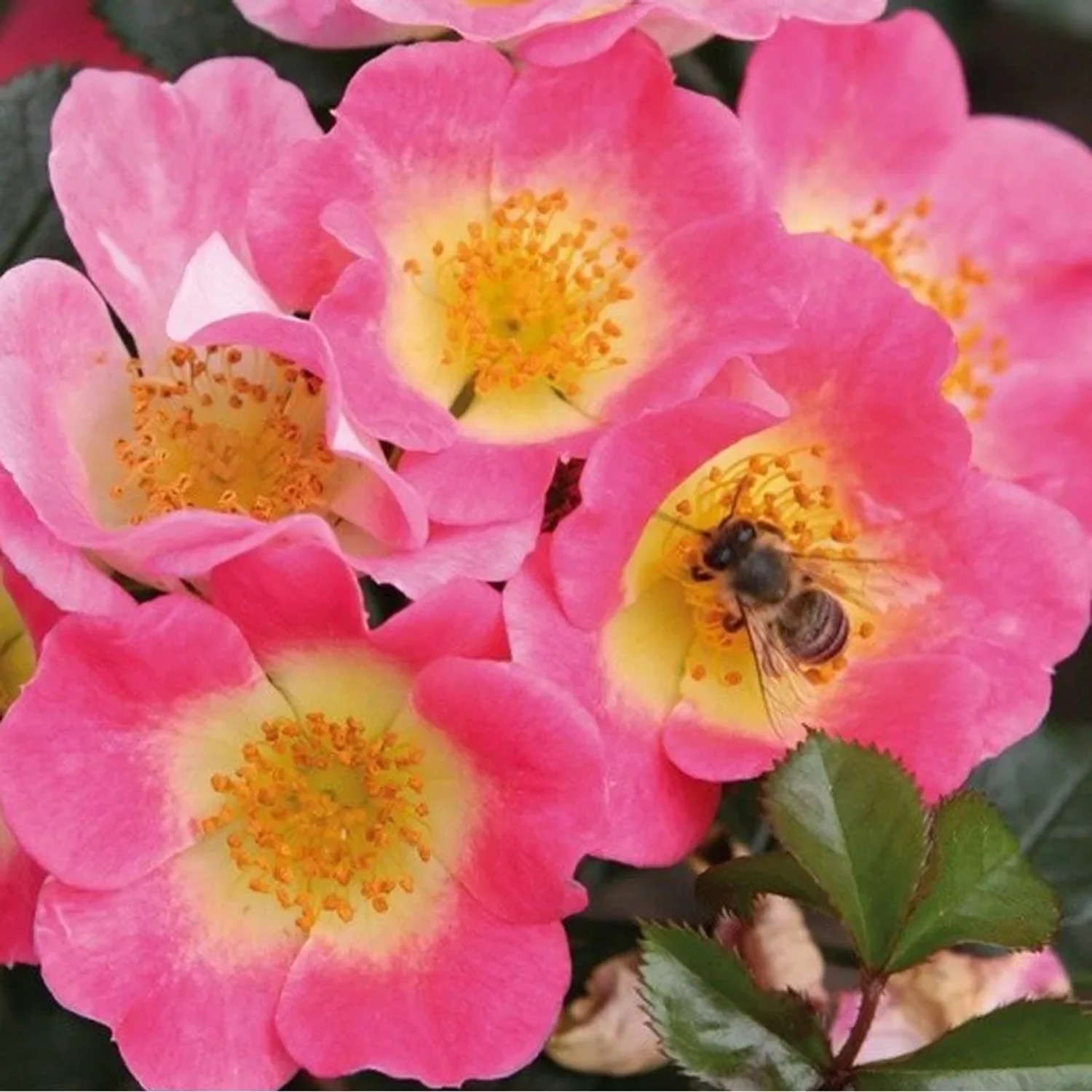 Kordes Nektar-Rose 'Topolina' Rosa plantofix Reichblühend