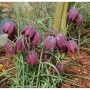 Schachbrettblume (Fritillaria meleagris) mit purpurfarbenen, schachbrettartigen Blüten.