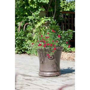 Rosa Mädchenauge Coreopsis Rosea im Topf, ca. 11x11 cm, auf Terrasse. Blühende Staude für Beet und Garten.