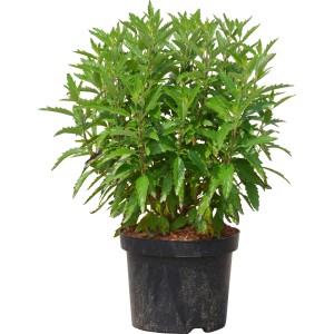 Bartblume Dark Knight im Topf, ca. 30-40 cm hoch, grüne Blätter.