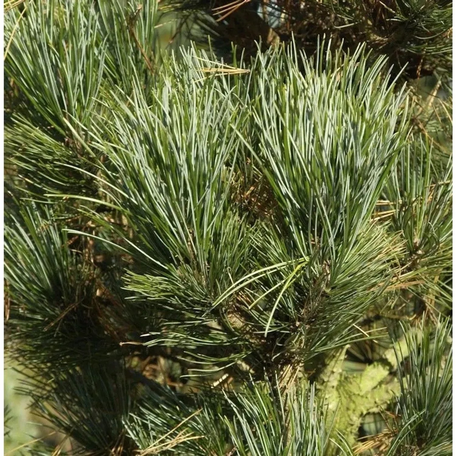 Zirbelkiefer Compacta Glauca 40-50cm - Pinus cembra