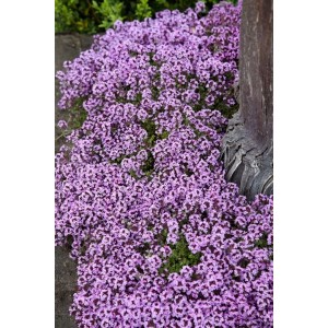Blühender Sand-Thymian (Thymus Serpyllum) mit lila Blüten als Bodendecker.
