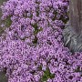 Blühender Sand-Thymian (Thymus Serpyllum) mit lila Blüten als Bodendecker.