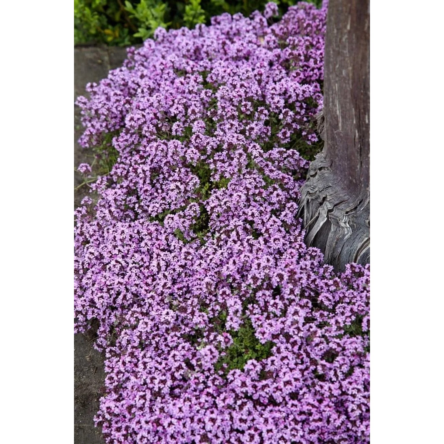 Blühender Sand-Thymian (Thymus Serpyllum) mit lila Blüten als Bodendecker.
