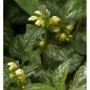 Nahaufnahme der Florentiner Goldnessel (Lamiastrum galeobdolon) mit gelben Blüten und grünen Blättern.