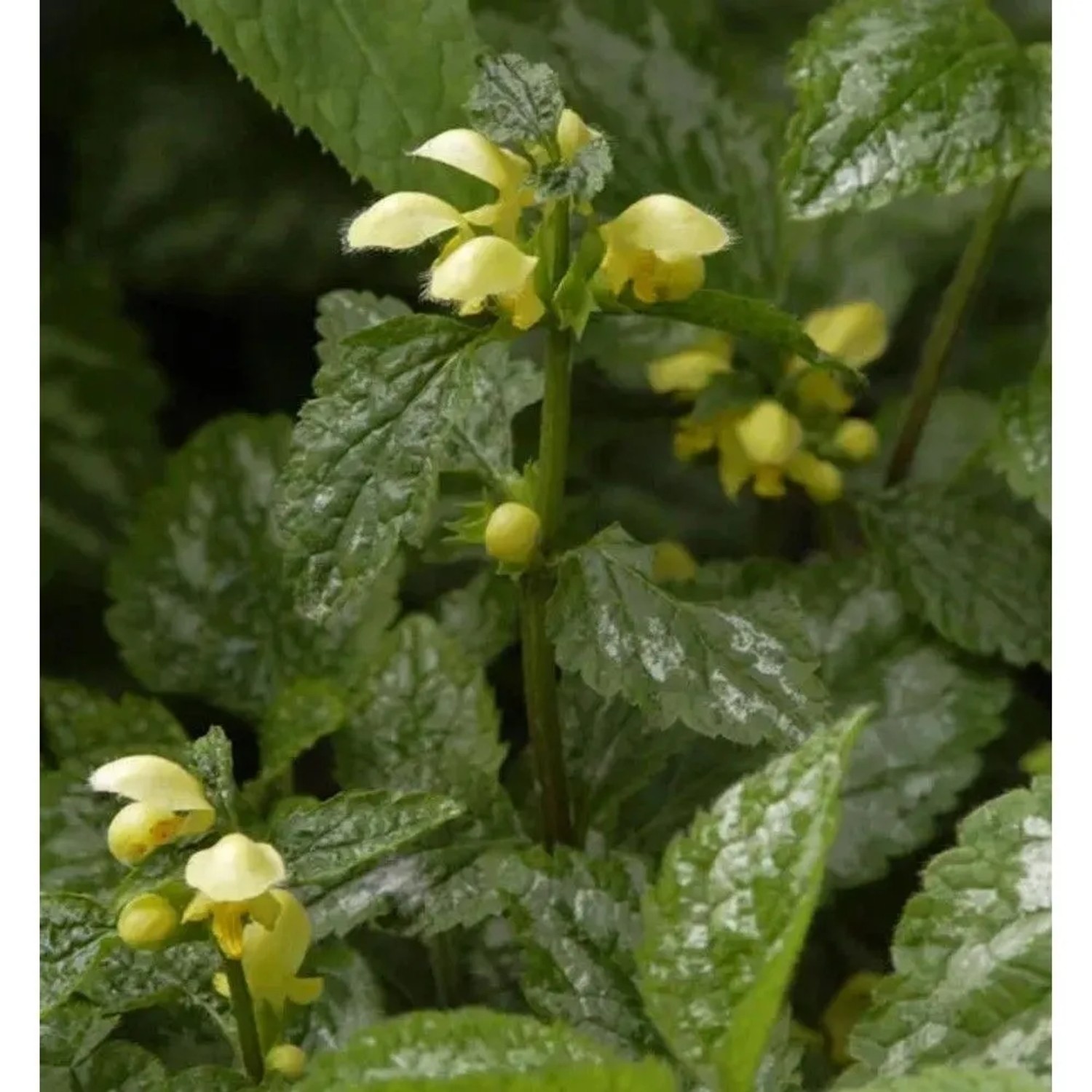 Nahaufnahme der Florentiner Goldnessel (Lamiastrum galeobdolon) mit gelben Blüten und grünen Blättern.