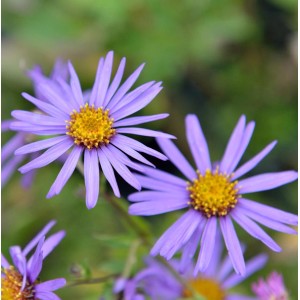 Nahaufnahme von lila Sommerastern (Aster alpinus) mit gelber Mitte.