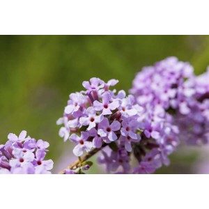 Nahaufnahme von lila Blüten des Buddleja Alternifolia Schmetterlingsflieder Strauchs.