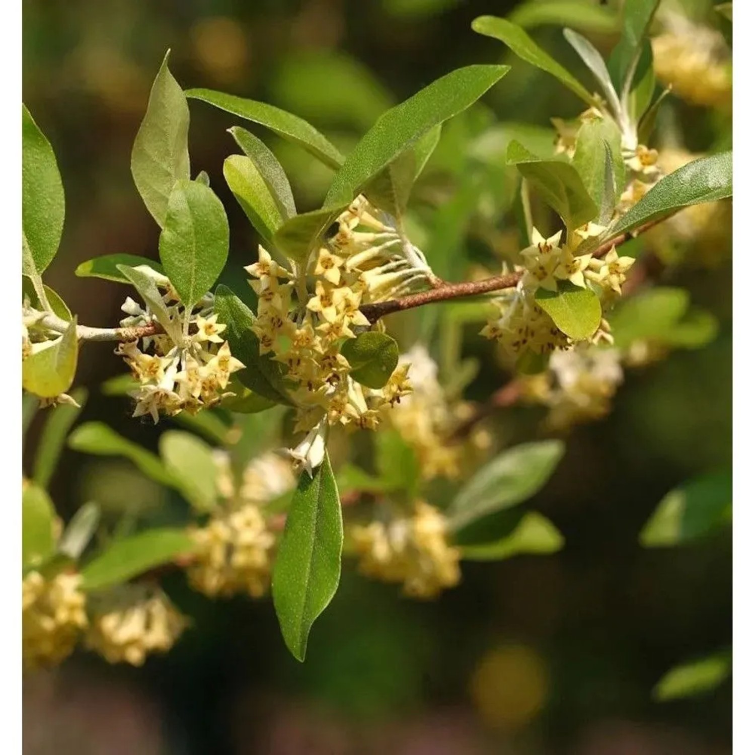 Silverölweide 60-80cm - Elaeagnus commutata
