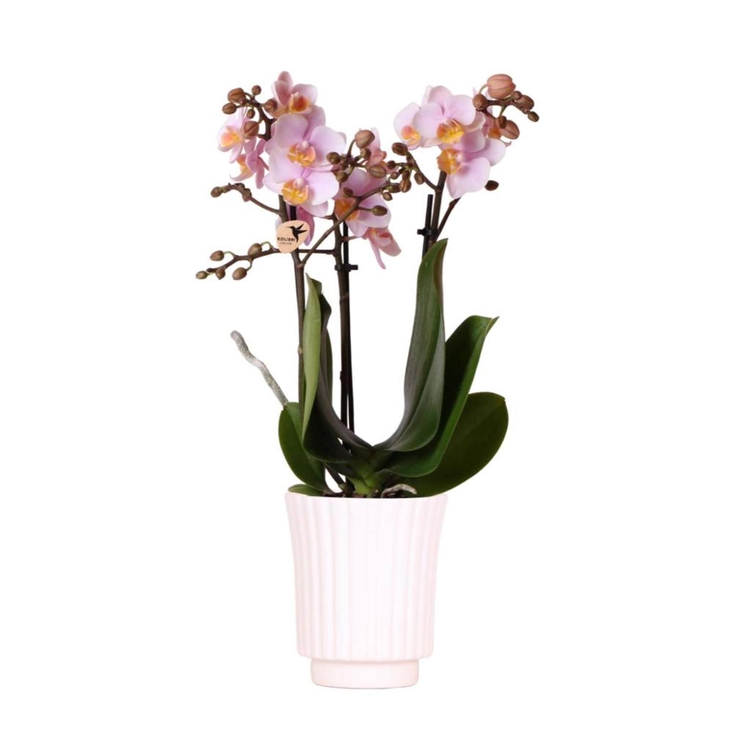 Kolibri Orchideen Rosa Phalaenopsis Orchidee Andorra im Retro Dekotopf Weiß Topfgröße 9cm 40cm Hoch