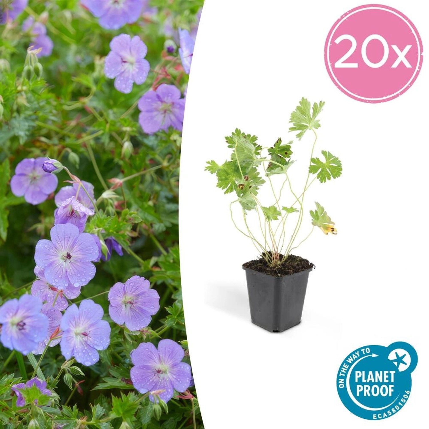 Exotenherz Bodendecker Storchschnabel Geranium Rozanne 9cm Topf Set mit