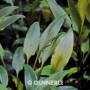 Dennerle Cryptocoryne Lutea Aquariumpflanze mit länglichen, grünen Blättern.