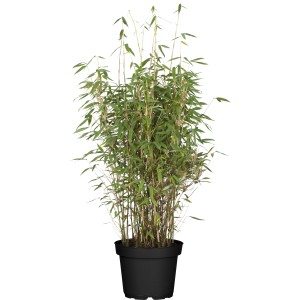 Heckenbambus Jumbo Set, 60 Pflanzen im Topf, ca. 80-100 cm hoch, Fargesia murielae.