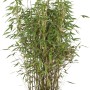 Heckenbambus Jumbo Set, 60 Pflanzen im Topf, ca. 80-100 cm hoch, Fargesia murielae.