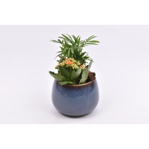 Zimmerpflanzen-Arrangement mit Kalanchoe und Bergpalme im blauen Keramiktopf.