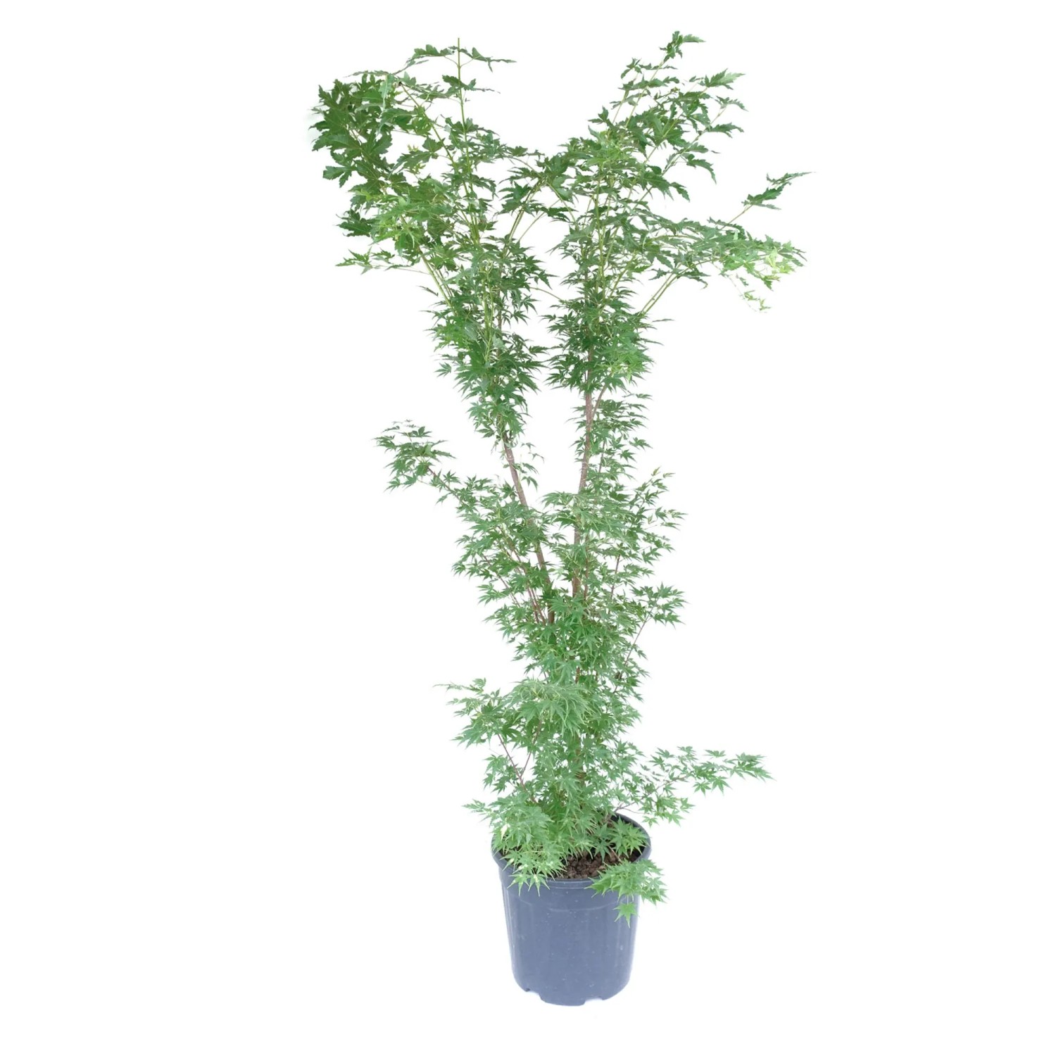 GROW by OBI Ahorn Höhe ca. 125 cm Topf ca. 18 l Acer palmatum Sangokaku