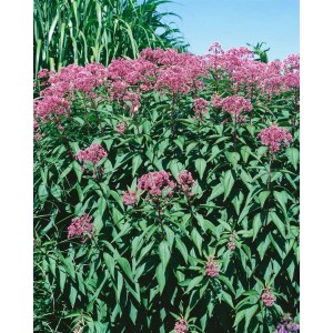 Purpur Wasserdost 'Glutball' mit purpurroten Blüten im Topf, eine bienenfreundliche Staude.
