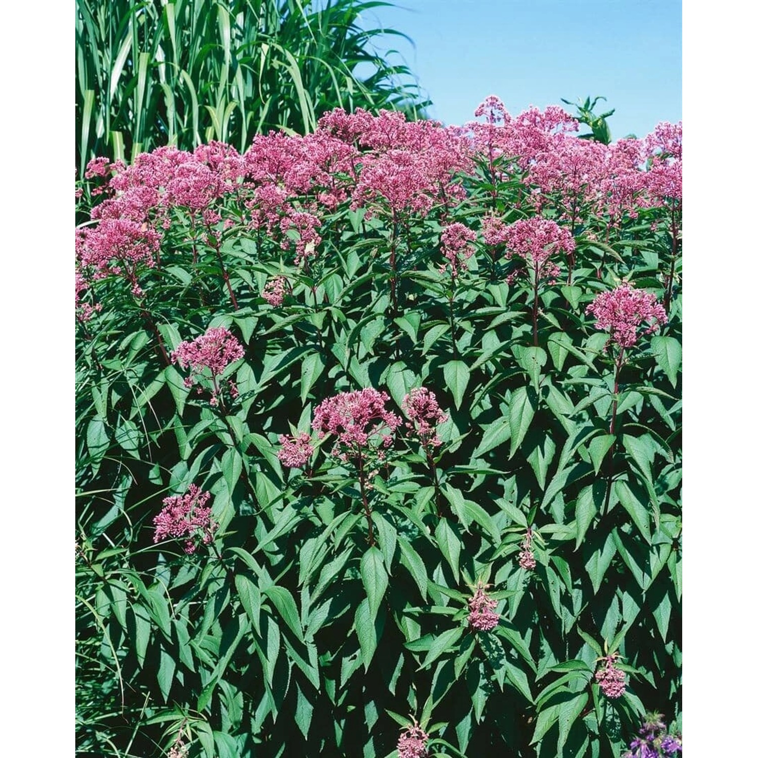Eupatorium Fistulosum Glutball Purpur Wasserdost Ca. 11x11 cm Topf günstig online kaufen