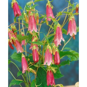Gefleckte Glockenblume 'Elizabeth' mit rosa Blüten, Stauden für Beet und Kübel.