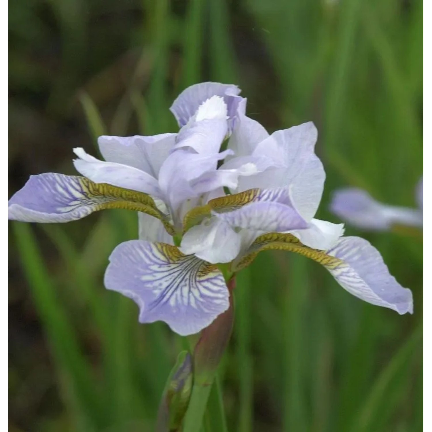 Sibirische Wieseniris Mrs Rowe