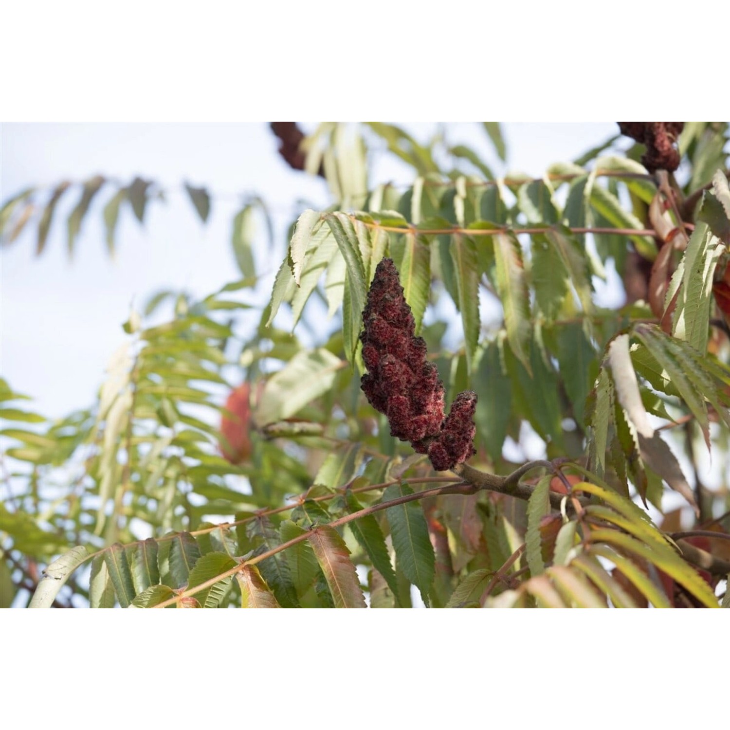 Rhus Typhina Dissecta Essigbaum Filigran 60–80 cm günstig online kaufen