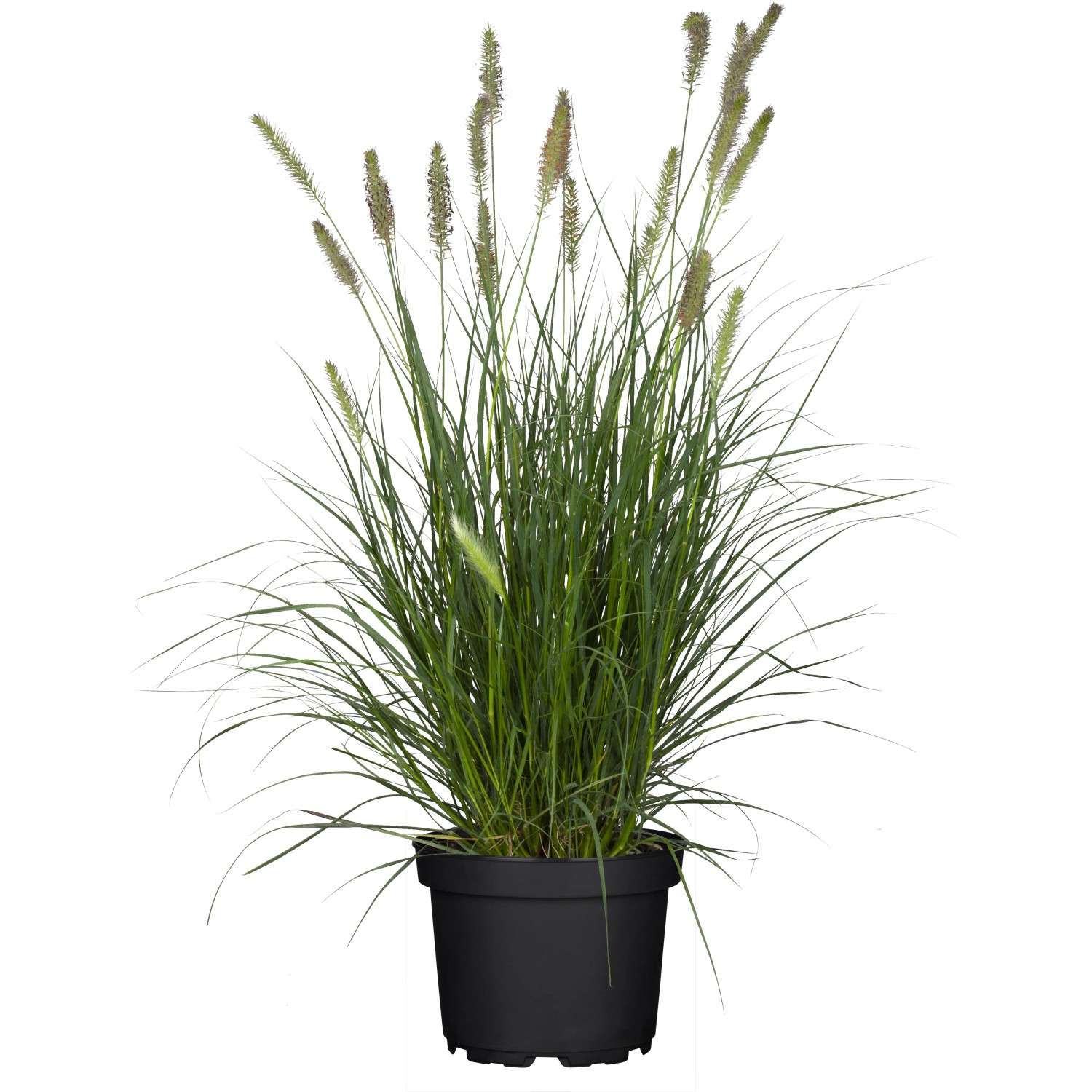 Lampenputzergras Pennisetum alopecuroides Hameln mit Wedel-Ansatz T19
