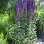 Blühende, violette Salbei-Staude im Garten, Teil des Farbsets Blau und Violett.