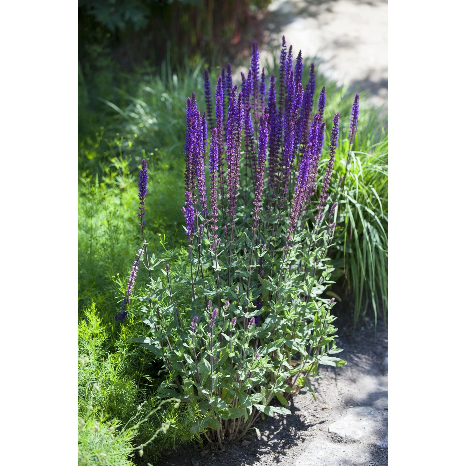 Blühende, violette Salbei-Staude im Garten, Teil des Farbsets Blau und Violett.