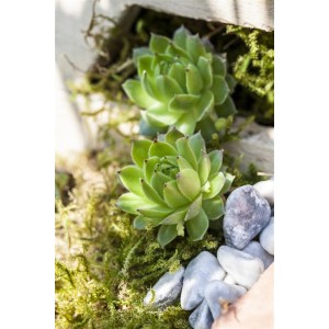 Nahaufnahme: Jovibarba Hauswurz im Topf, grüne Blattrosetten, Steingartenpflanze.