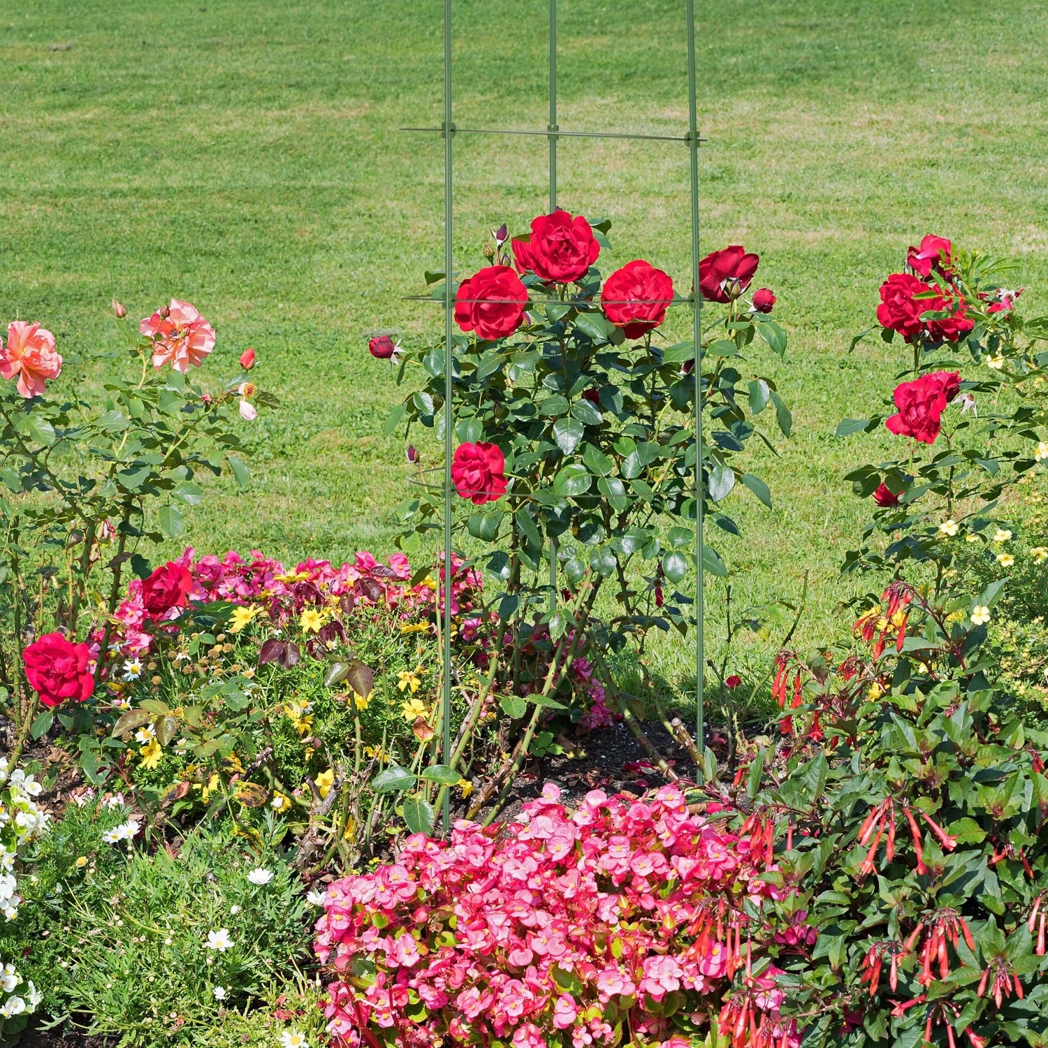 Grüne Rankhilfe aus Stahl stützt rote Rosen im Gartenbeet. Höhenverstellbar & klappbar für Kletterpflanzen.