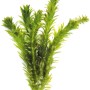 Dennerle Egeria Densa Aquariumpflanze im Tonring, grüne Wasserpest für Ihr Aquarium.