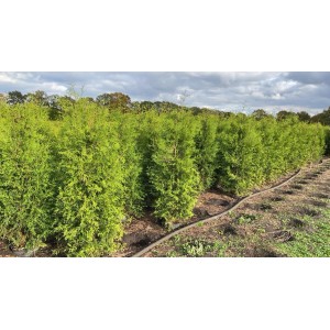 Reihe von grünen Thuja 'Brabant' Heckenpflanzen, 200-225 cm hoch.